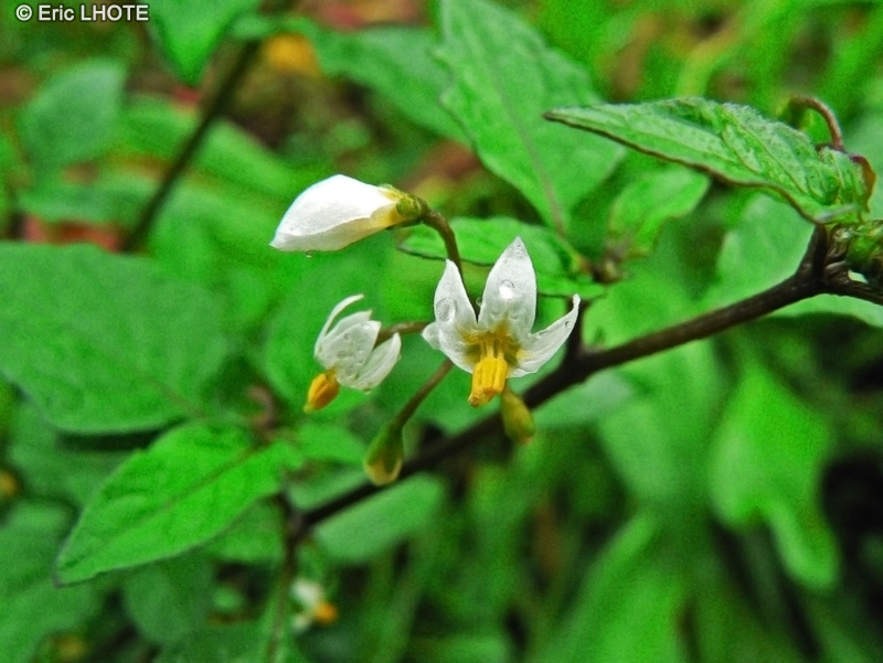 Solanaceae - Solanum nigrum - Morelle noire, Morelle commune, Amourette, Tue-chien, Raisin de loup