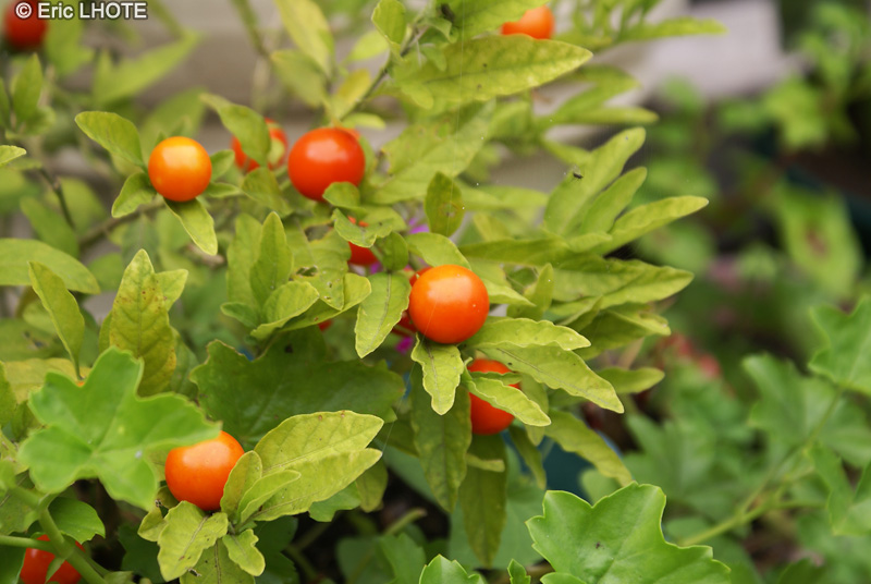 Solanaceae - Solanum pseudocapsicum - Pommier d’amour