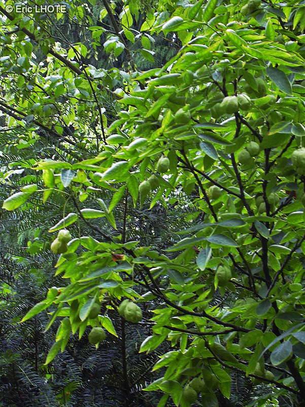 Staphyleaceae - Staphylea pinnata - Faux Pistachier, Staphylier, Staphylier penné