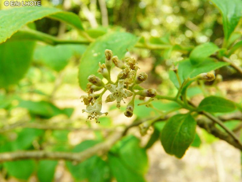  - Symplocos paniculata - 