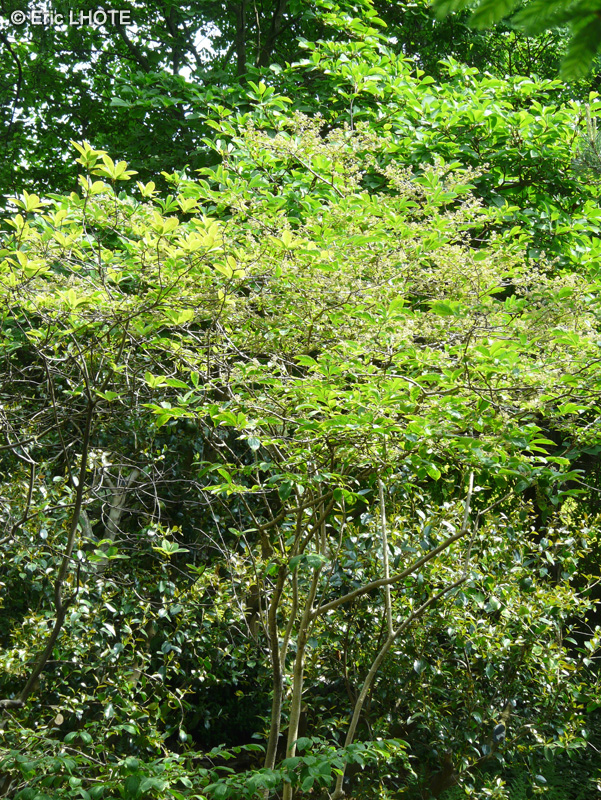 Symplocaceae - Symplocos paniculata - Symplocos paniculé