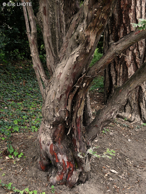 Taxaceae - Cephalotaxus harringtonia var. drupacea - Pin Japonais &agrave; queue de vache