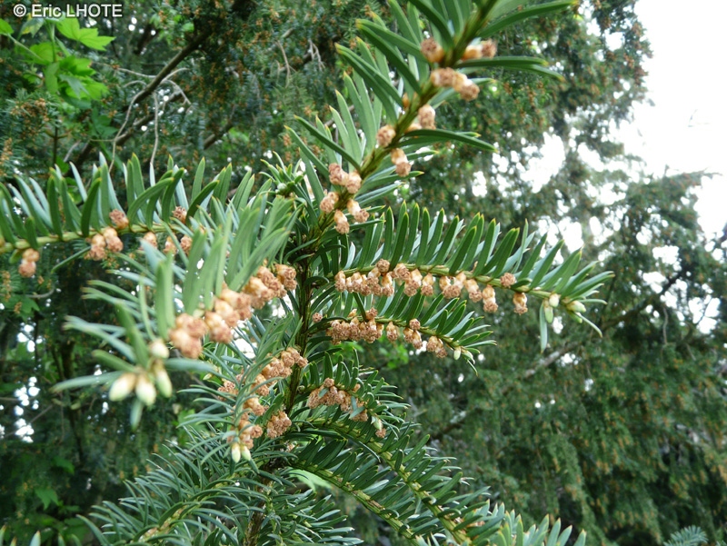  - Taxus baccata - 