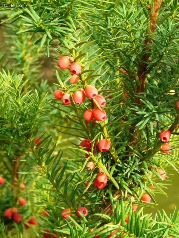  - Taxus baccata - 