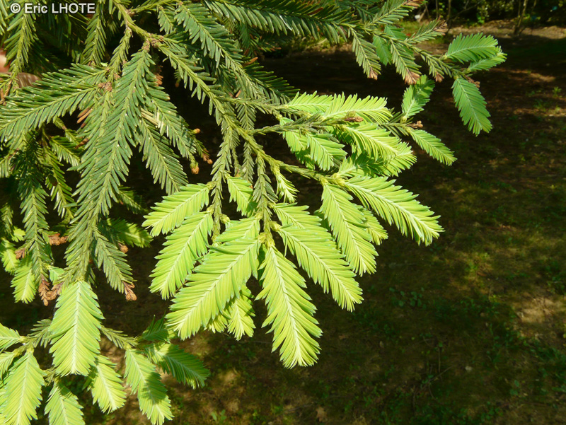 Taxodiaceae - Sequoia sempervirens - Séquoia toujours vert, Séquoia à feuilles d’If, Coast Redwood