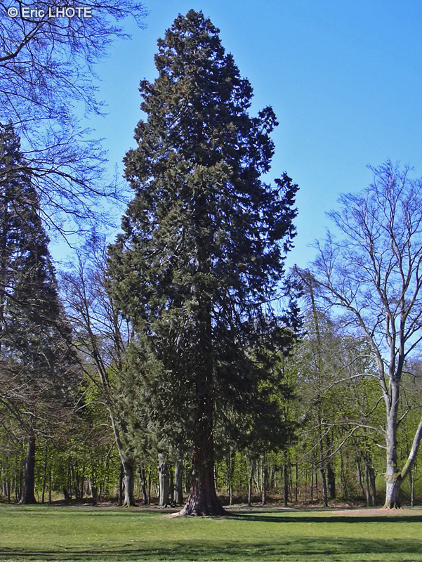  - Sequoiadendron giganteum - 