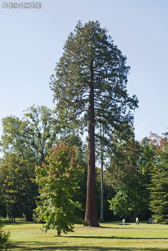  - Sequoiadendron giganteum - 