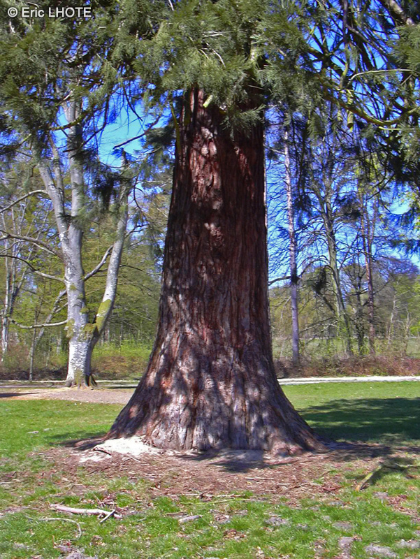 Taxodiaceae - Sequoiadendron giganteum - Séquoia géant