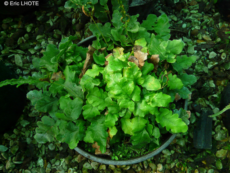 Tectariaceae - Tectaria Zeylanica, Quercifilix zeylanica - Tectaria