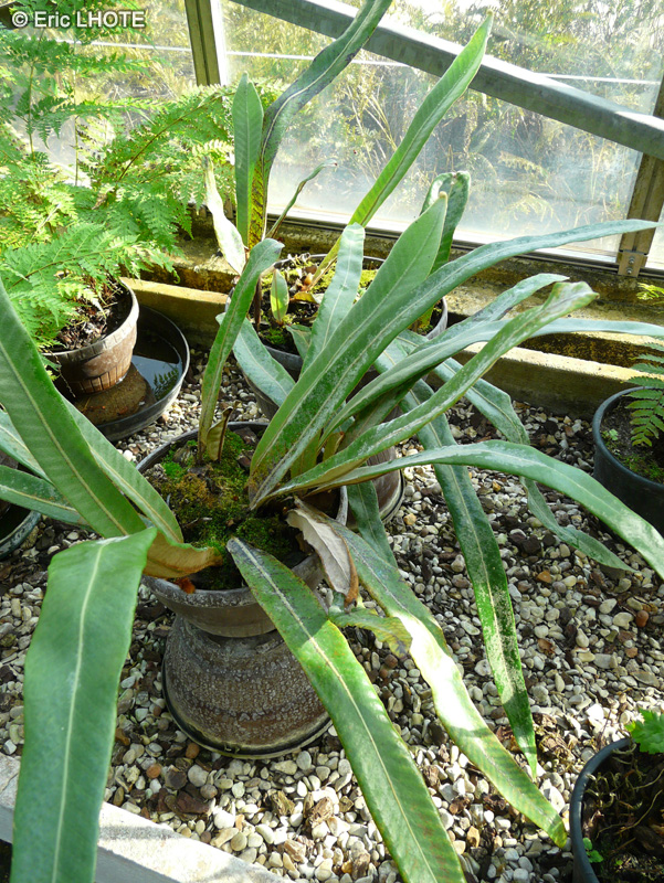 Thelypteridaceae - Cyclosorus weberi Winkleri - Cyclosorus