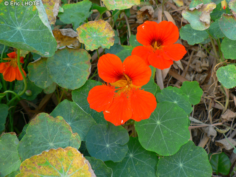  - Tropaeolum majus - 