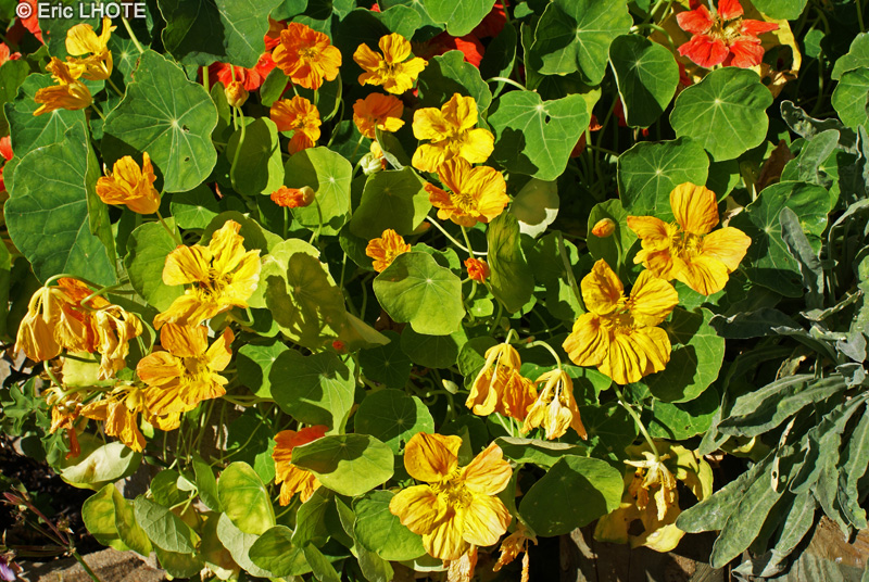 Tropaeolaceae - Tropaeolum majus - Grande Capucine