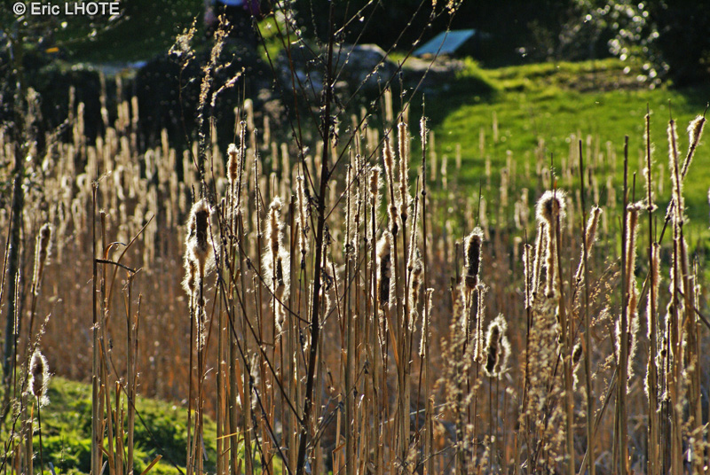  - Typha latifolia - 
