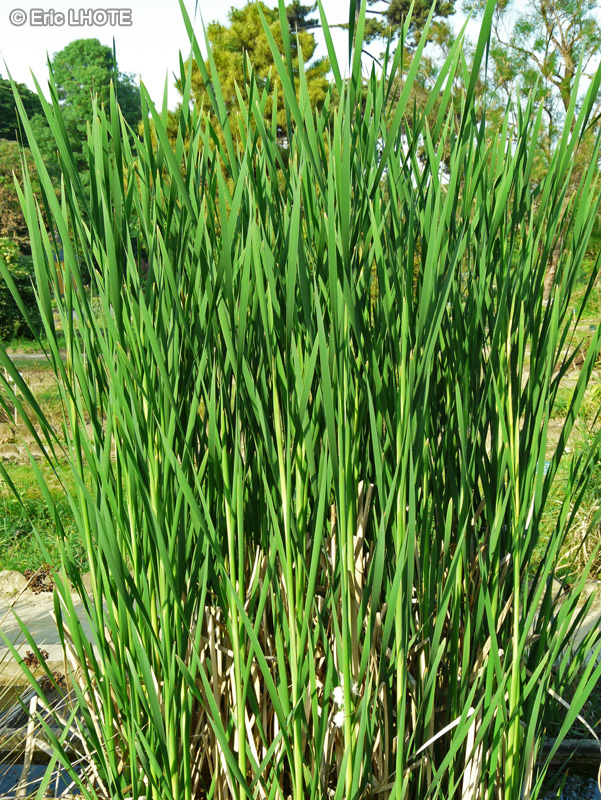  - Typha latifolia - 