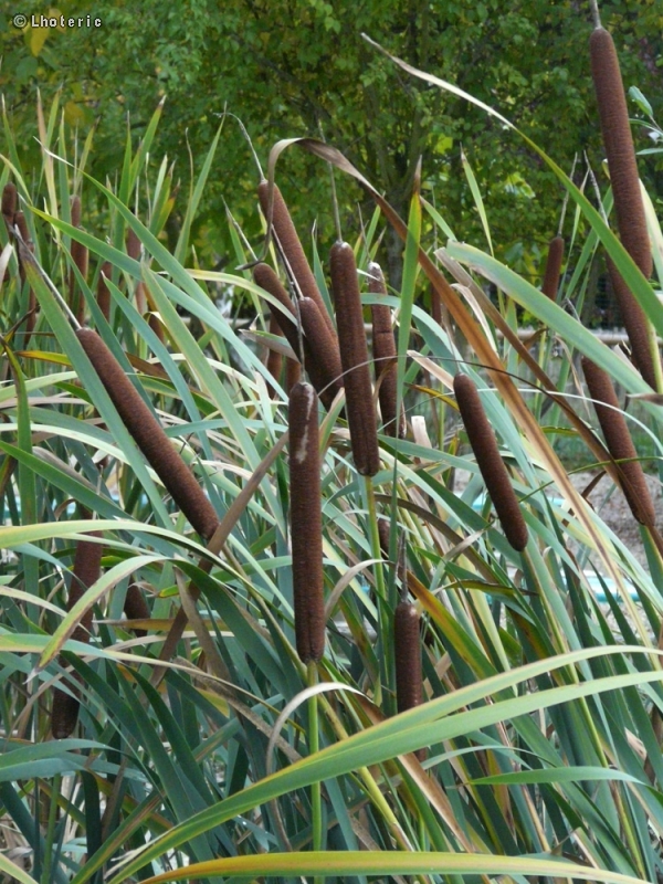  - Typha latifolia - 