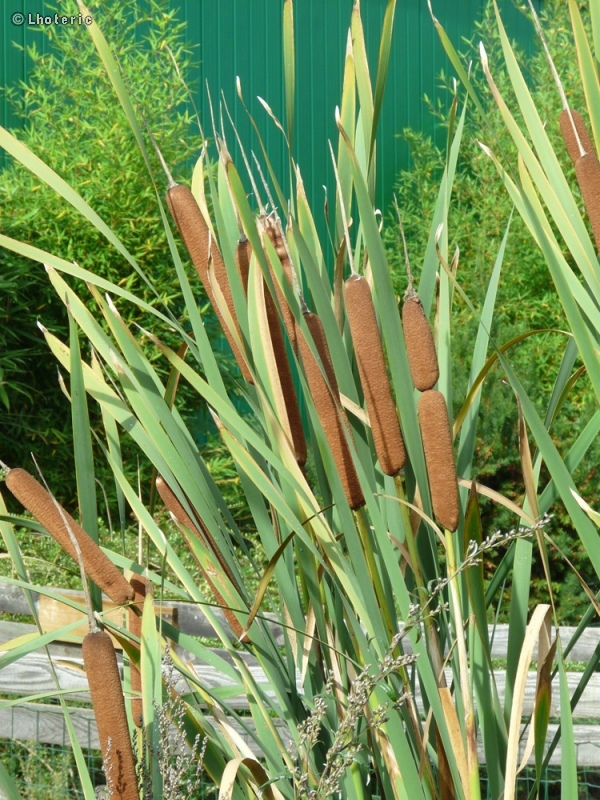  - Typha latifolia - 