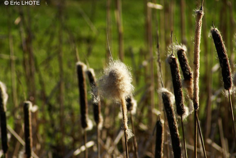 Typhaceae - Typha latifolia - Massette-quenouille, Massette à larges feuilles, Masse d’eau