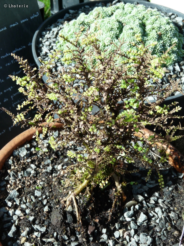 Ulmaceae - Ulmus parvifolia Hokkaido - Orme de Chine