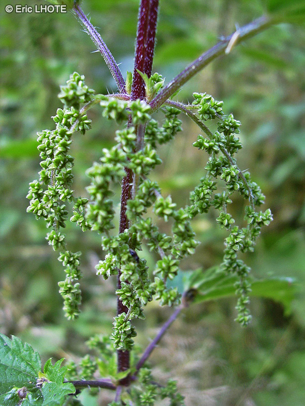 Urticaceae - Urtica dioica - Ortie, Ortie dioïque, Grande ortie