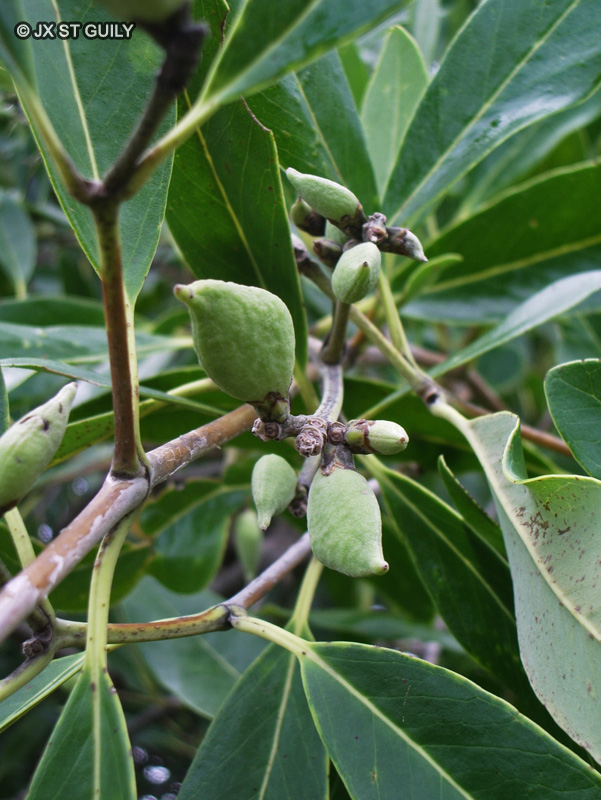 Verbenaceae - Avicennia germinans - Bois de mèche, Palétuvier noir