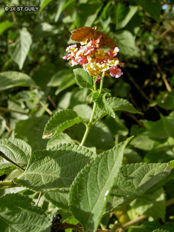 Verbenaceae - Lantana camara - Lantanier