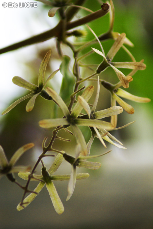 Verbenaceae - Petrea volubilis - Pétrée, Liane Saint Jean, Diadème royal, Liane rude