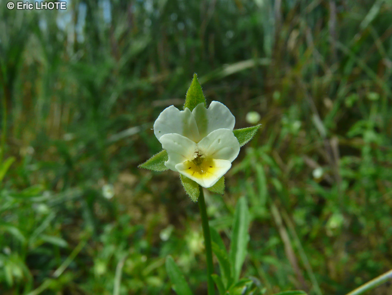 Violaceae - Viola arvensis - Pensée des champs
