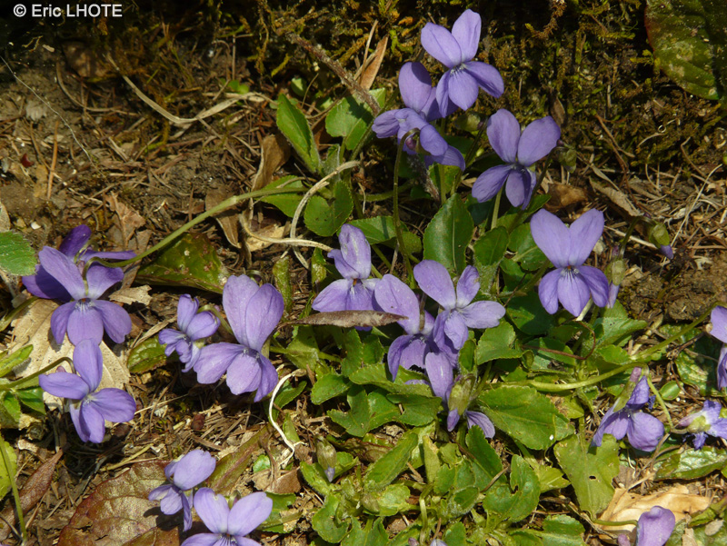 Violaceae - Viola odorata - Violette odorante