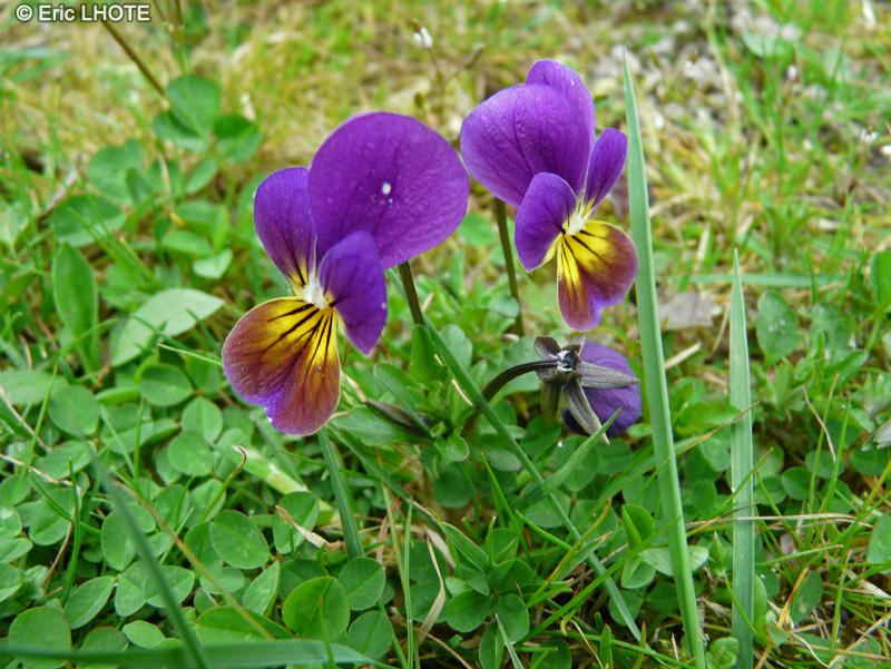  - Viola tricolor - 