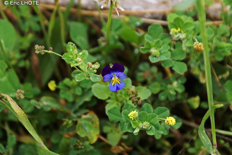 Violaceae - Viola tricolor - Pensée tricolore, Pensée sauvage, Herbe de la trinité