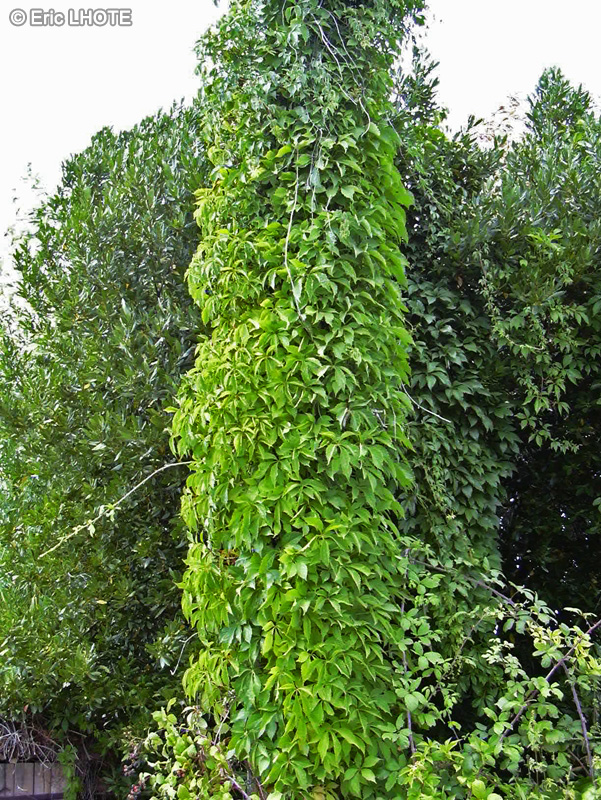Vitaceae - Parthenocissus quinquefolia - Vigne vierge de Virginie