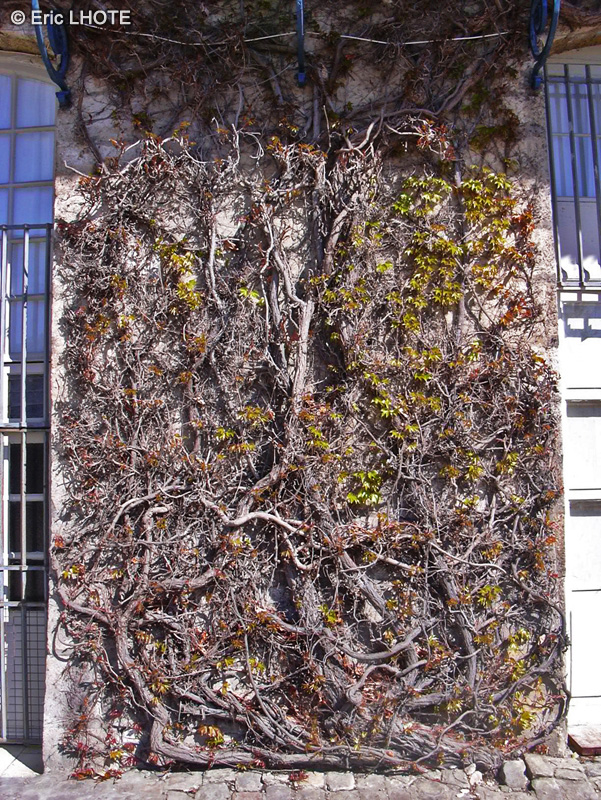 Vitaceae - Parthenocissus tricuspidata - Vigne vierge Japonaise, Vigne vierge à trois pointes, Lierre de Boston