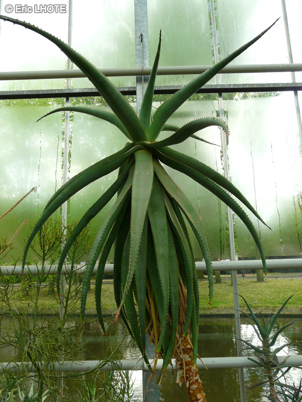 Xanthorrhoeaceae - Aloe arborescens x marlothii - Aloès