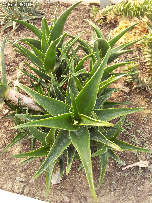 Xanthorrhoeaceae - Aloe brevifolia - Aloès à feuilles courtes, Kleinaalwyn