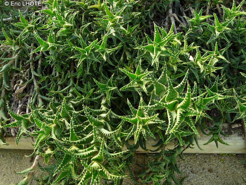 Xanthorrhoeaceae - Aloe concinna - Aloès