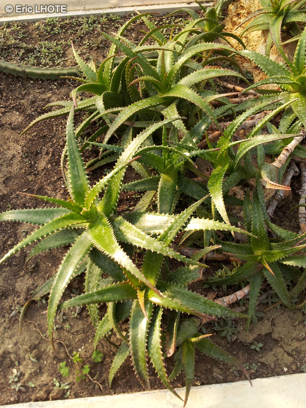 Xanthorrhoeaceae - Aloe dorotheae - Sunset aloe
