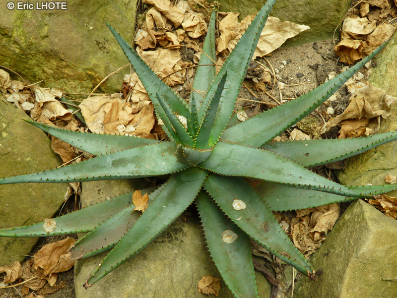 Xanthorrhoeaceae - Aloe ferox - Aloès féroce, Aloès du Cap, Bitter aloe