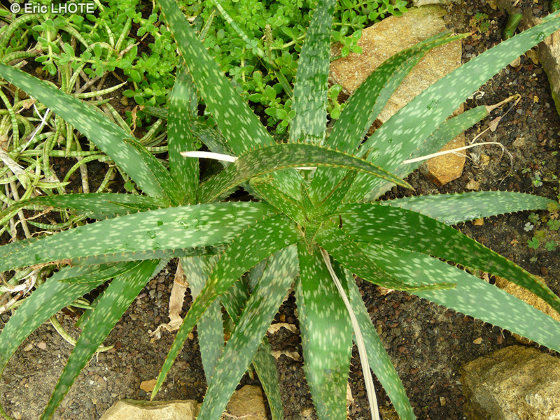 Xanthorrhoeaceae - Aloe greatheadii - Aloès