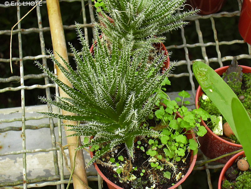 Xanthorrhoeaceae - Aloe haworthioides, Lemeea haworthioides - Aloès, Lis du désert