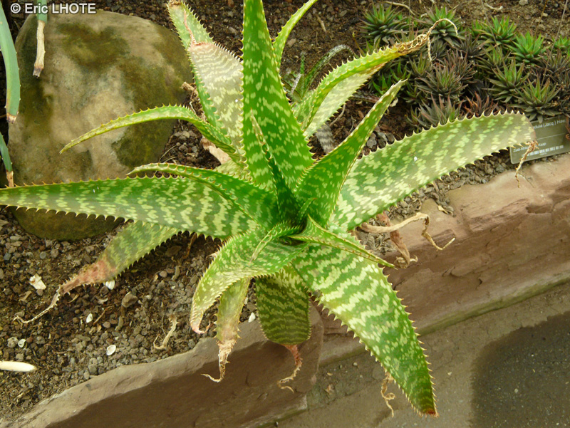 Xanthorrhoeaceae - Aloe maculata - Aloès maculé
