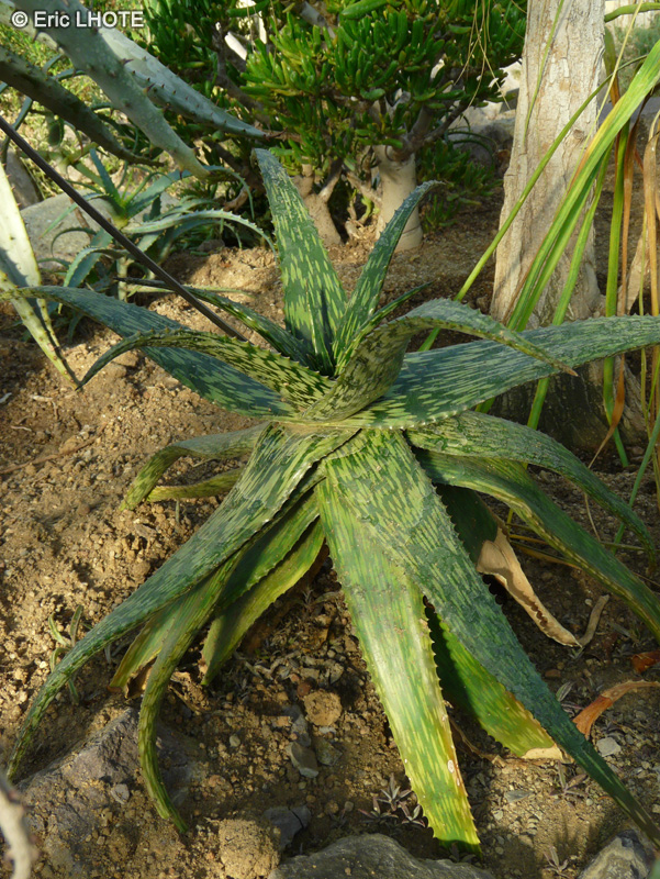 Xanthorrhoeaceae - Aloe mcloughlinii - Aloès