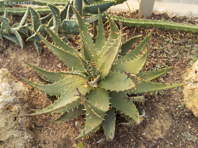 Xanthorrhoeaceae - Aloe melanacantha - Black Spined Aloe