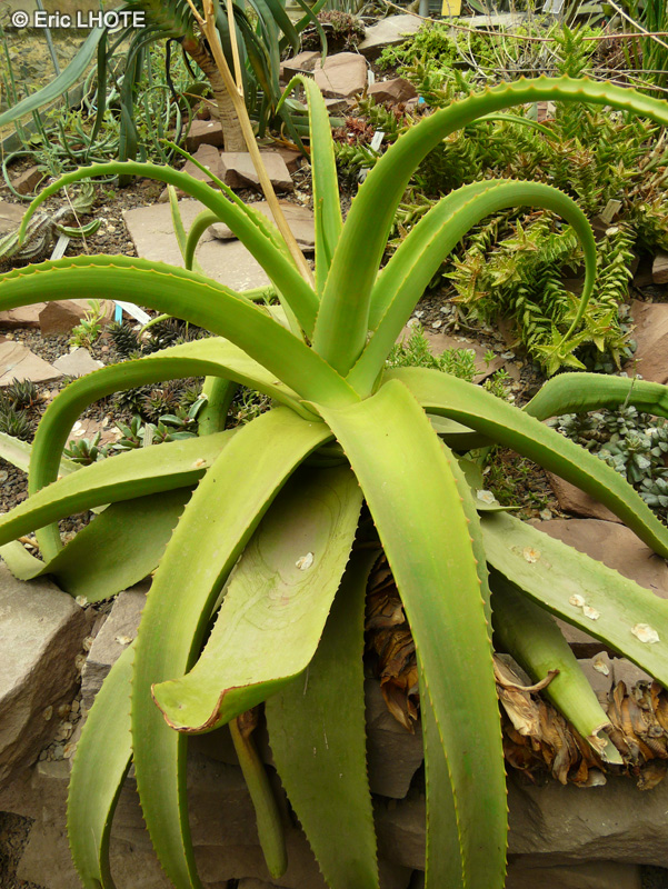 Xanthorrhoeaceae - Aloe mutabilis - Aloès