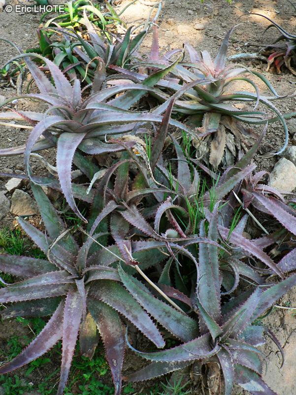 Xanthorrhoeaceae - Aloe parvula - Aloès, Lis du désert