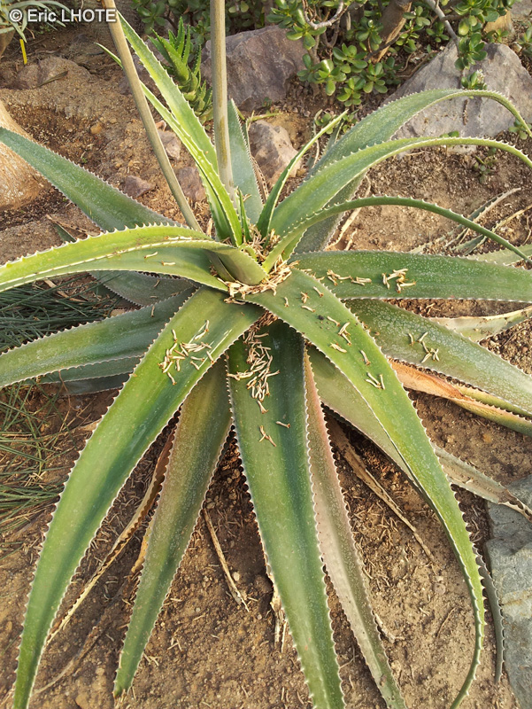 Xanthorrhoeaceae - Aloe socotrina - Lys du désert