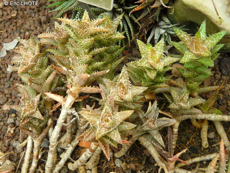 Xanthorrhoeaceae - Aloe squarrosa - Aloès