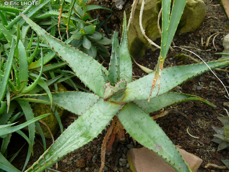 Xanthorrhoeaceae - Aloe x spinosissima - Aloès
