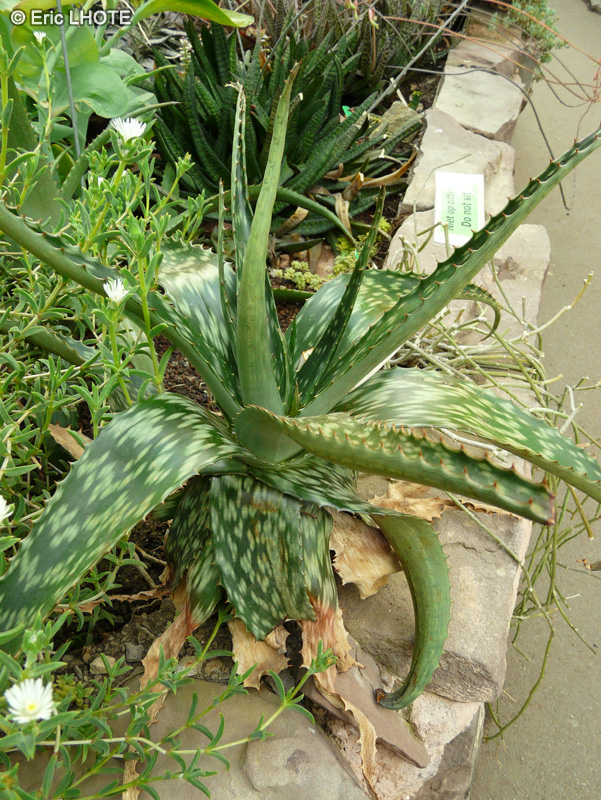 Xanthorrhoeaceae - Aloe zebrina - Aloès panaché, Bec de perroquet, Gorge de perdrix