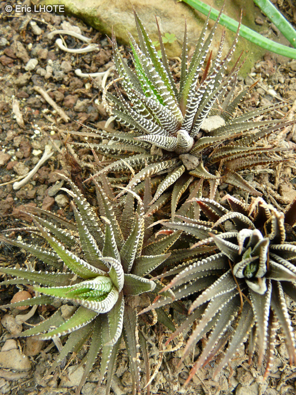 Xanthorrhoeaceae - Haworthia attenuata - Haworthia