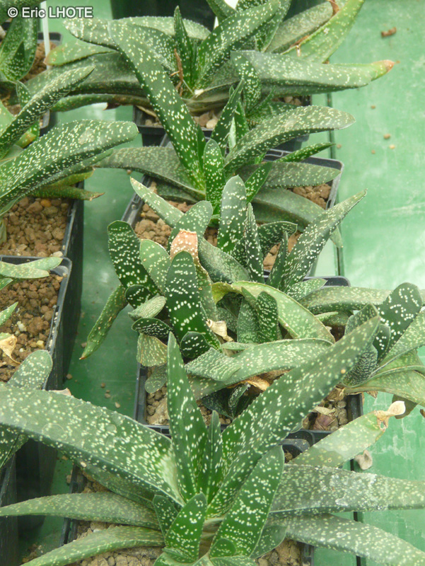 Xanthorrhoeaceae - Haworthia emelyae - Haworthia